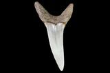 Fossil Shortfin Mako Shark Tooth - Georgia #75279-1